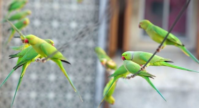 Video: Muž kŕmi každý deň 4000 papagájov