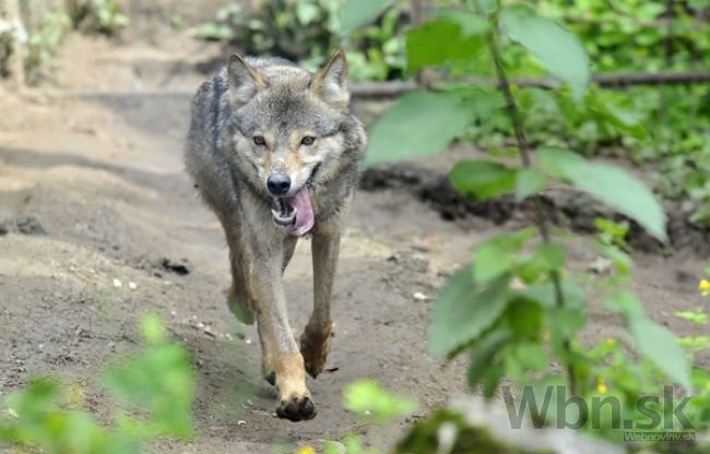 Štát povolil odstreliť desiatky vlkov, najviac na východe