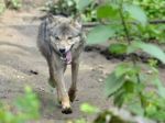 Štát povolil odstreliť desiatky vlkov, najviac na východe