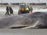 Na Novom Zélande uviazlo a následne uhynulo 29 veľrýb