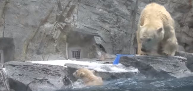 Video: Mama zachránila svoje medvieďa