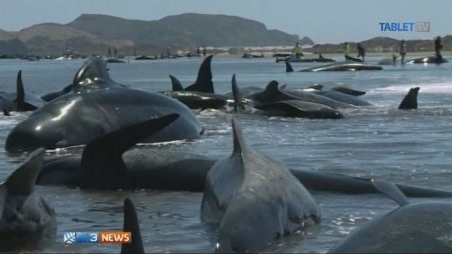 Nový Zéland: Na odľahlej pláži uviazlo a následne uhynulo 29 veľrýb