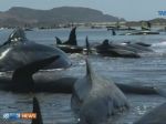 Nový Zéland: Na odľahlej pláži uviazlo a následne uhynulo 29 veľrýb