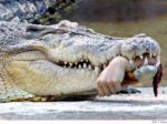 Drogových bossov majú strážiť vo väzení hladné krokodíly