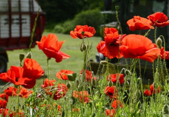 Dnes si pripomíname deň vojnových veteránov, symbolizuje ho divý mak