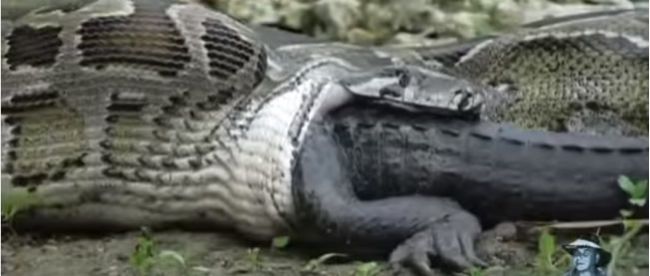 Video: Pytón konzumuje aligátora