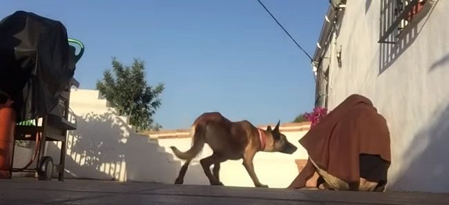 Video: Najkrajšie prekvapenie pre psíka!