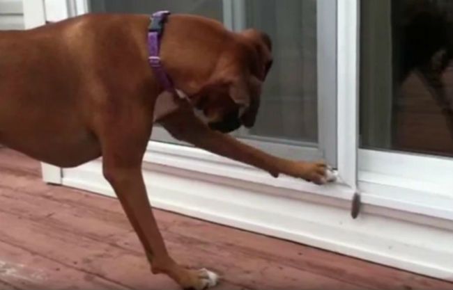 Video: Pes sa bojí pierka