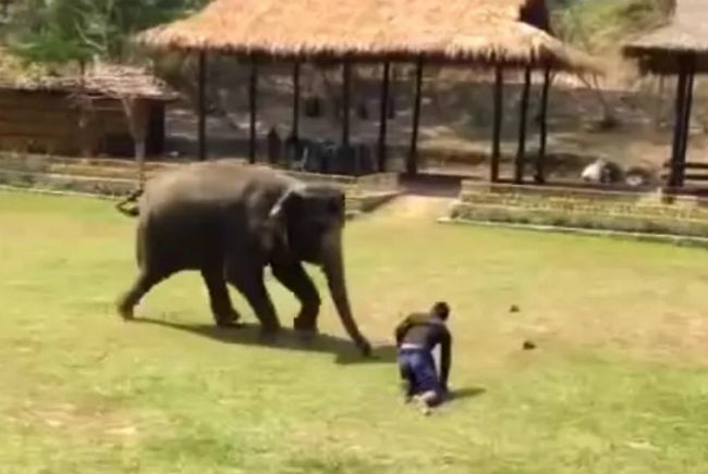 Video: Slon, záchranca