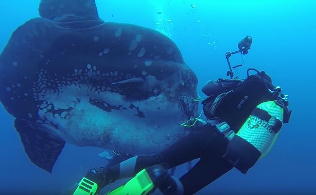 Video: Potápači narazili na najťažšiu rybu na svete