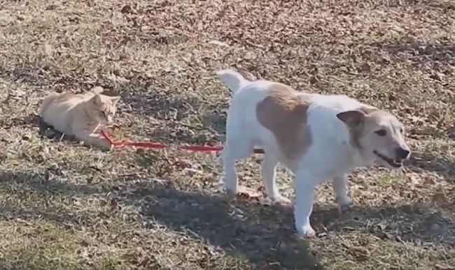 Video: Mačka nechce pustiť psa z vodítka