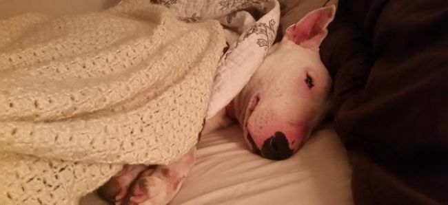 Video: Týraný psík prvýkrát okúsi pohodlie postele