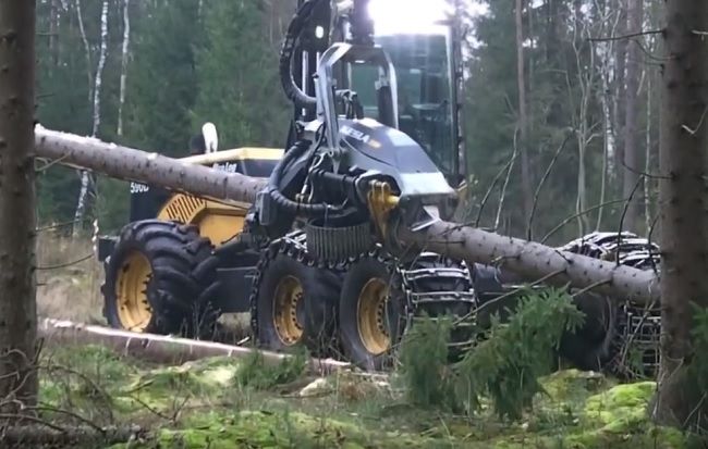 Video: Požierač stromov