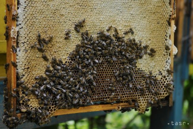 V medových produktoch objavili českí kontrolóri zakázané antibiotiká