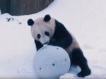 Video: Panda na snehu