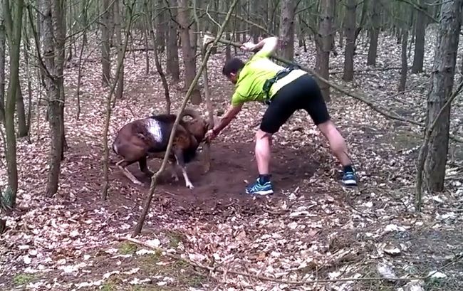 Video: Bežec sa snaží zachrániť muflóna