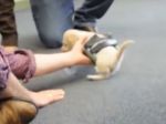 Video: Šteniatko bez predných labiek sa vďaka vozíčku môže veselo hýbať