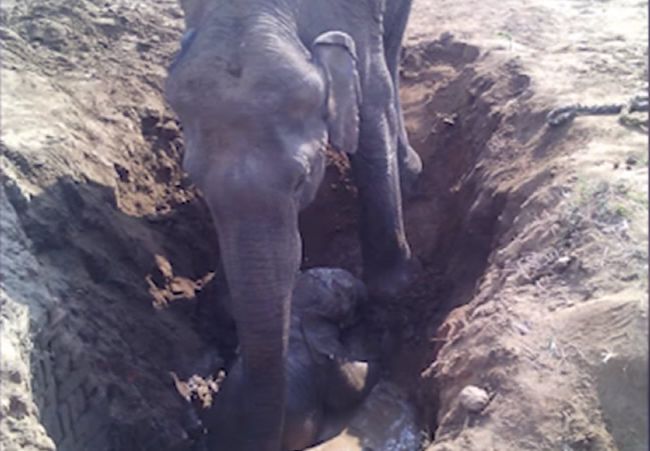 Video: Slonica sa snažila zachrániť svoje mláďa 11 hodín