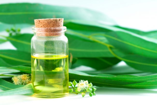Eukalyptový olej – voňavý pomocník pre naše zdravie
