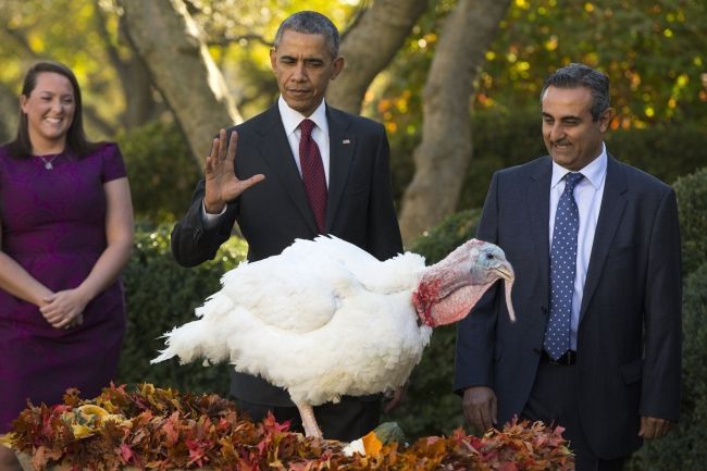 Pred Dňom vďakyvzdania Obama omilostil moriaka Aba a Honesta