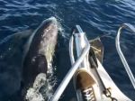 Video: Neuveriteľná rybačka s delfínmi a veľrybou