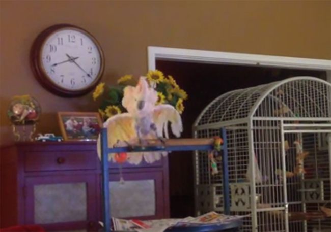 Video: Kakadu, ktorý prežil rozvod