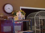 Video: Kakadu, ktorý prežil rozvod
