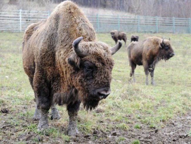 Do Česka mieri najväčšia zásielka zubrov v histórii