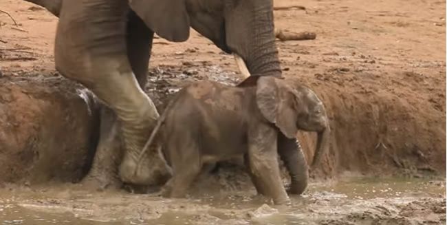 Video: Takto sa o svojich členov stará slonia rodinka