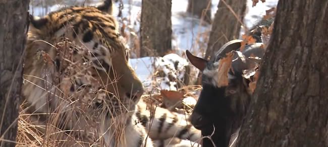 Video: Tiger sa spriatelil so svojou večerou