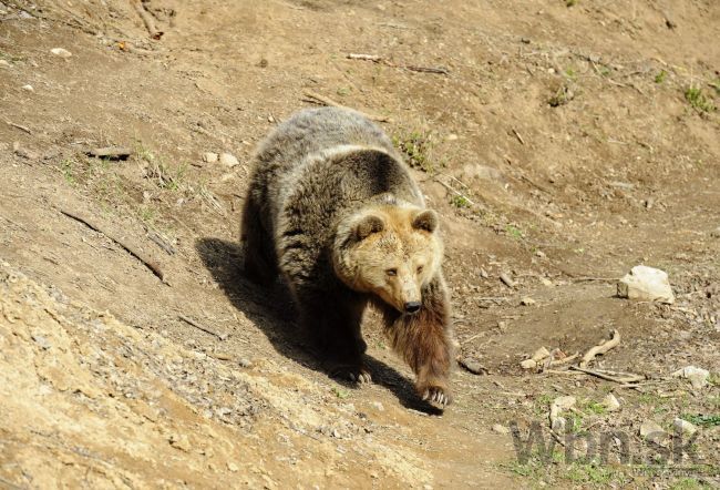 V zoo zachránili muža, ktorý skočil do výbehu pre medvede