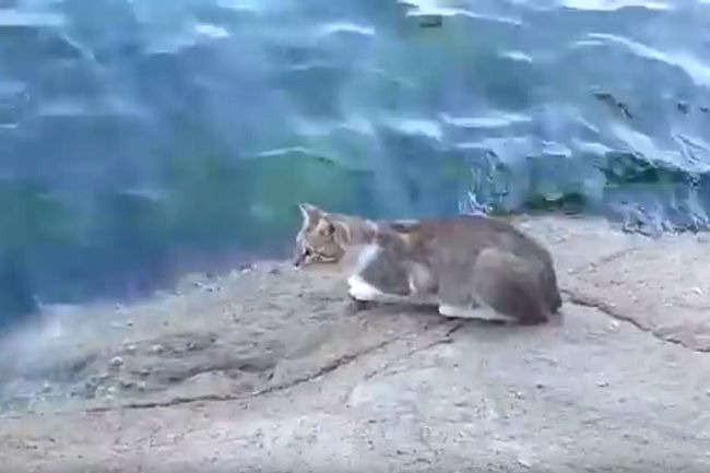 Video: Túlavá mačka na rybačke