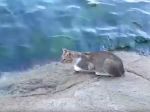 Video: Túlavá mačka na rybačke