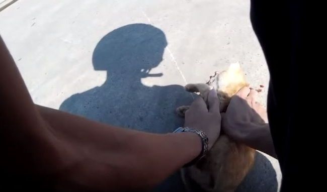 Video: Muž sa snaží zachrániť mačku, ktorú zrazilo auto