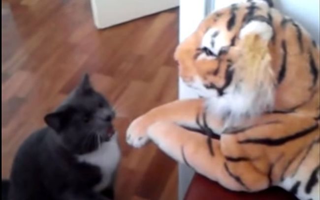 Video: V tomto dome môže byť len jeden tiger!