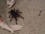 Video: Chcete vedieť, aké zvuky vydáva tarantula?