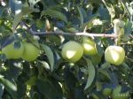 Pestovatelia majú záujem znižovať množstvo pesticídov v jablkách