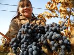 Na Štedrý deň zvykli vinohradníci odrezať viničné prúty - štedráky