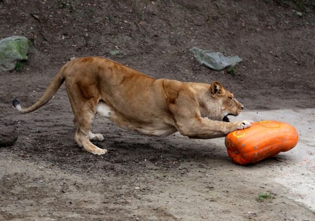 Darčeky pod stromčekom si nájdu aj zvieratká zo zoo