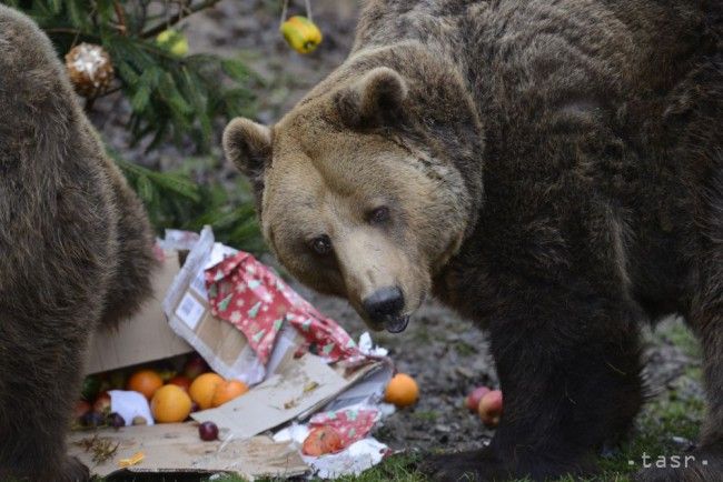 Teplomilné zvieratá v zoo zazimovali. Medveďom sa veľmi spať nechce