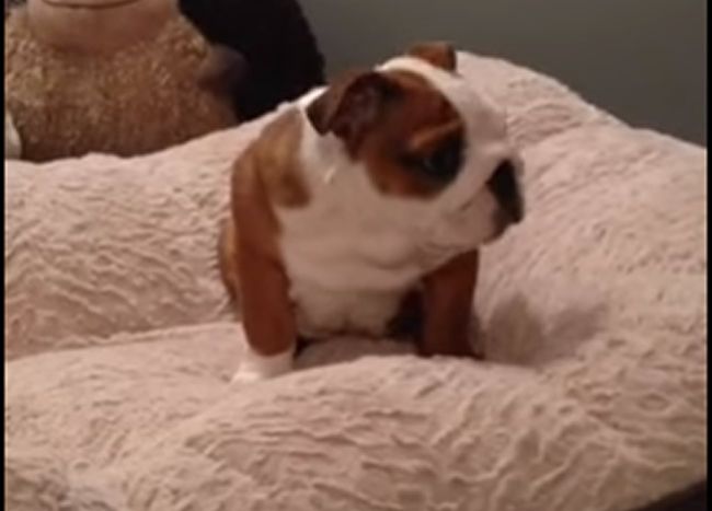 Video: Neskutočná radosť psíka z darčeka