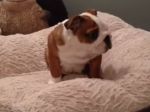 Video: Neskutočná radosť psíka z darčeka