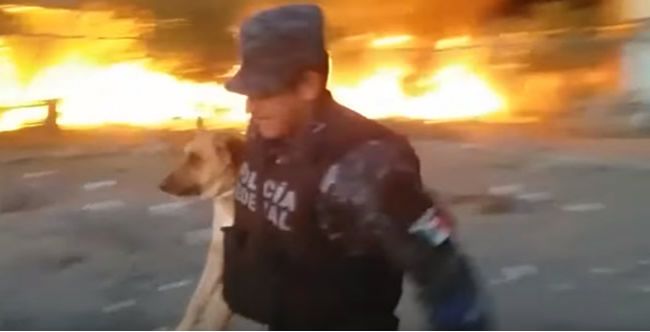 Video: Záchrana psíka z horiaceho pozemku