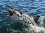 Žralok zaútočil na lovca rýb pri austrálskom Queenslande