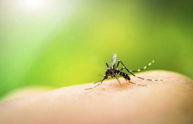 Hygienici varujú pred Zika vírusom, prenášajú ho komáre