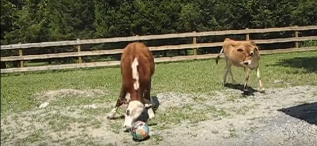 Video: Krava nie je len jedlo