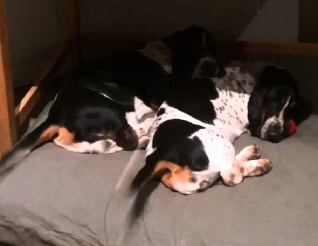 Video: Títo psíkovia by sa uživili ako stierače