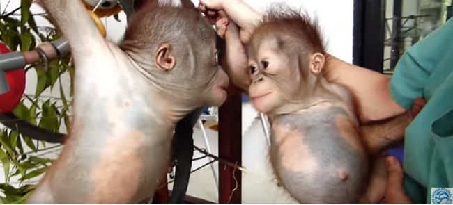 Video: Maličké orangutany si padli do oka