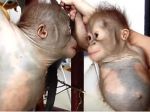 Video: Maličké orangutany si padli do oka