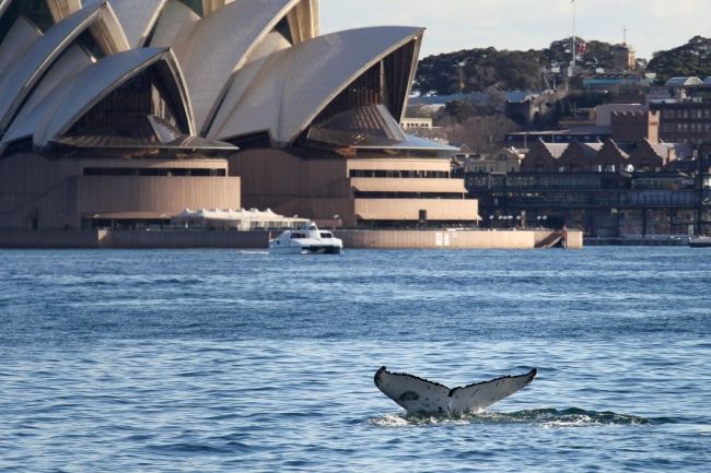 Operu v Sydney museli evakuovať kvôli bombovej hrozbe